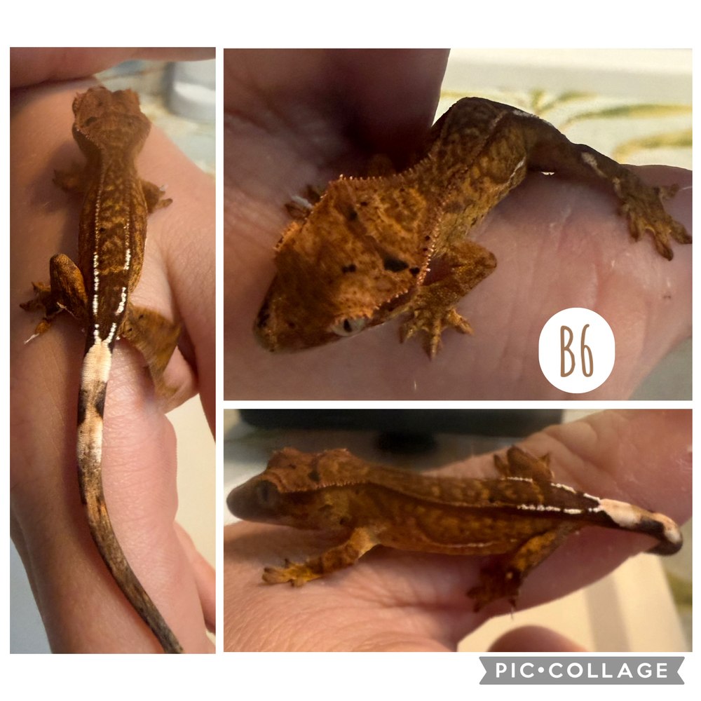 B6