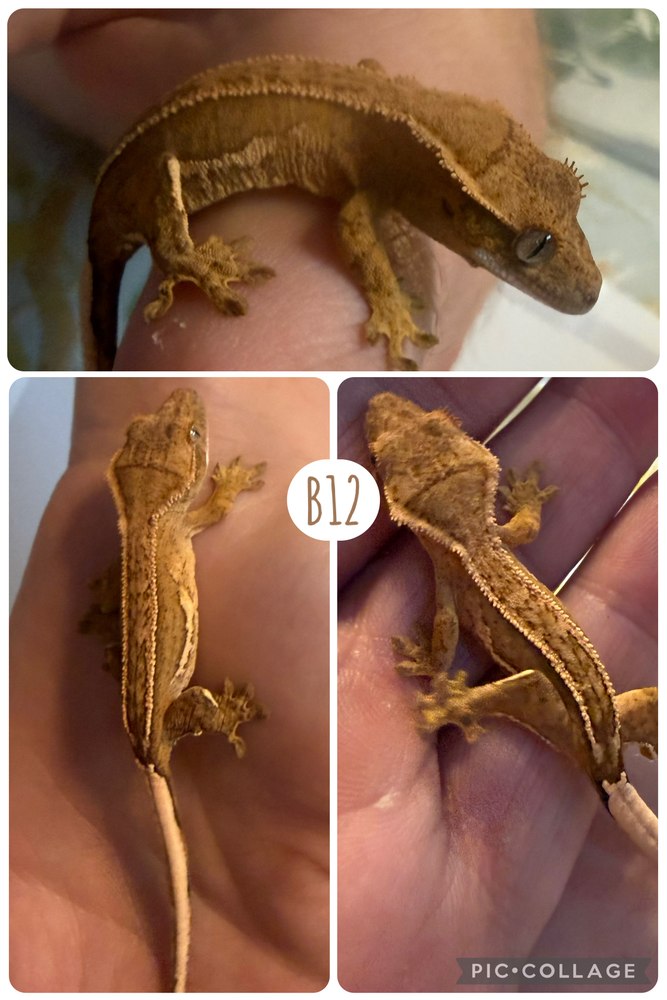 B12
