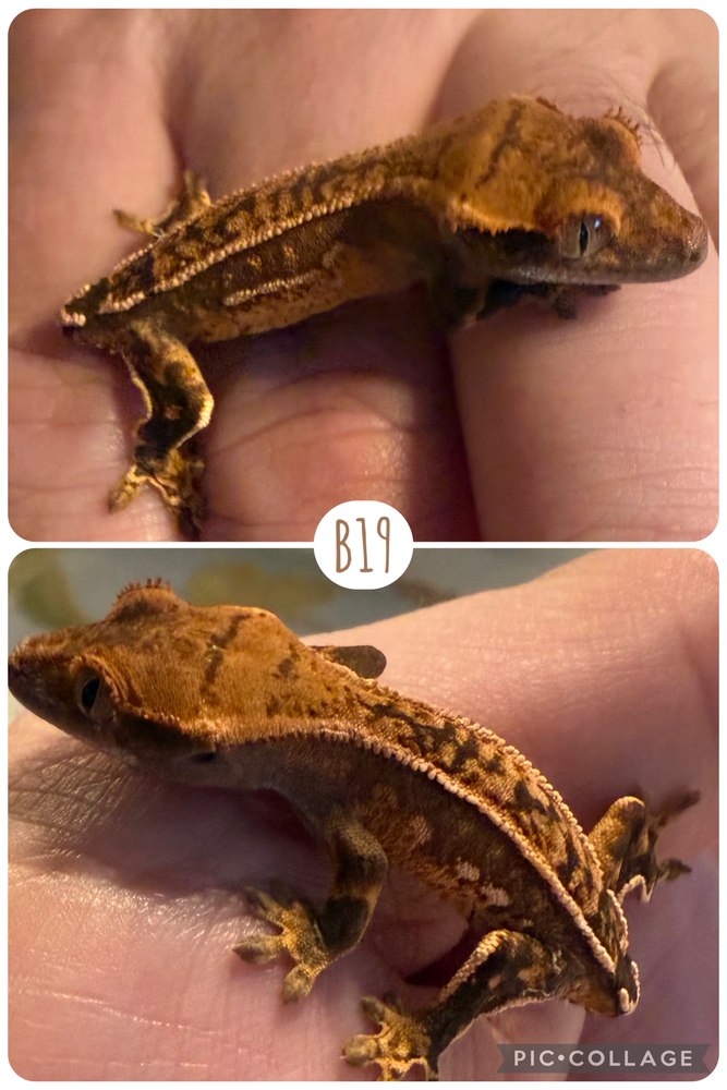 B19