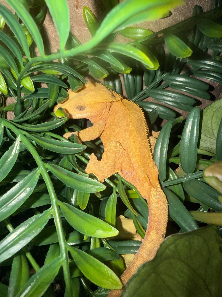 Ember